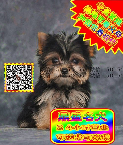 约克夏犬、微信视频、可见父母、可送货可发货