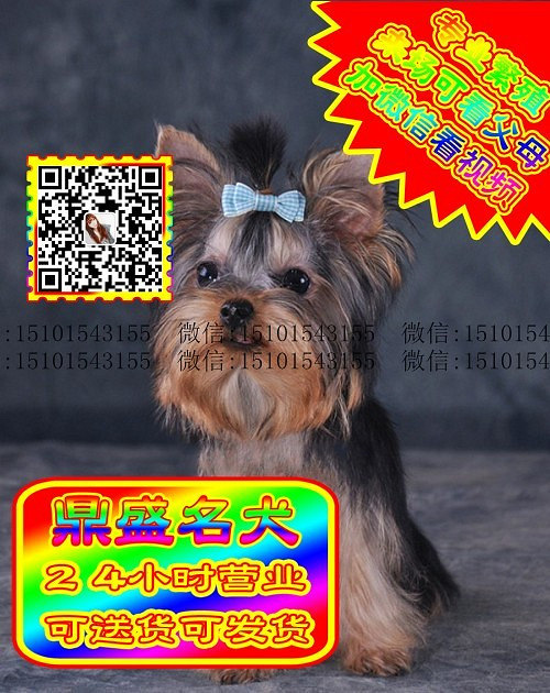 约克夏犬、微信视频、可见父母、可送货可发货