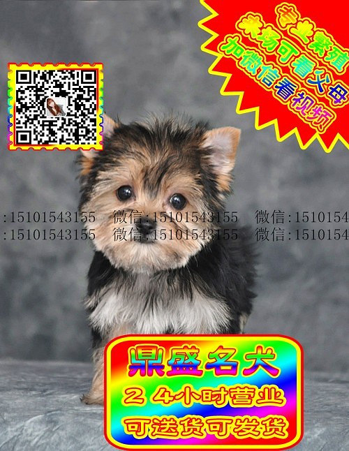 约克夏犬、微信视频、可见父母、可送货可发货