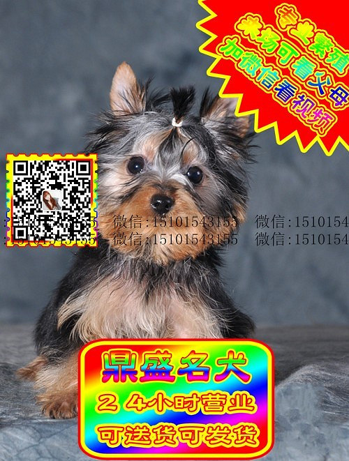 约克夏犬、微信视频、可见父母、可送货可发货