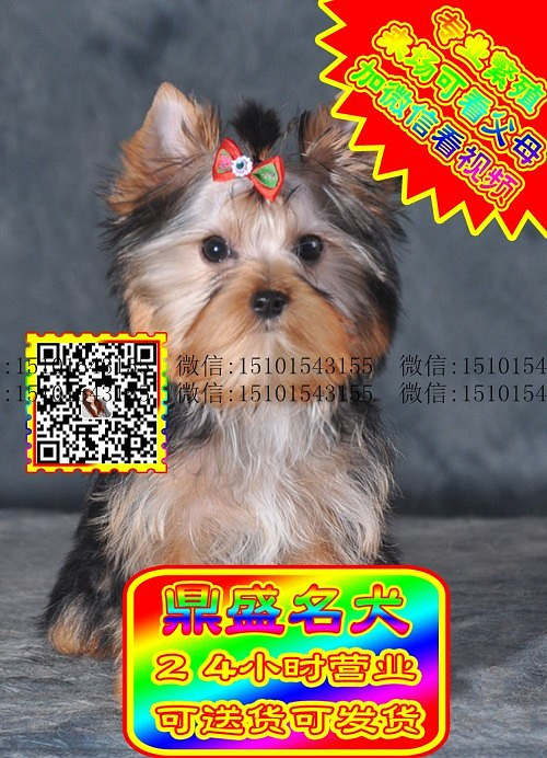 约克夏犬、微信视频、可见父母、可送货可发货