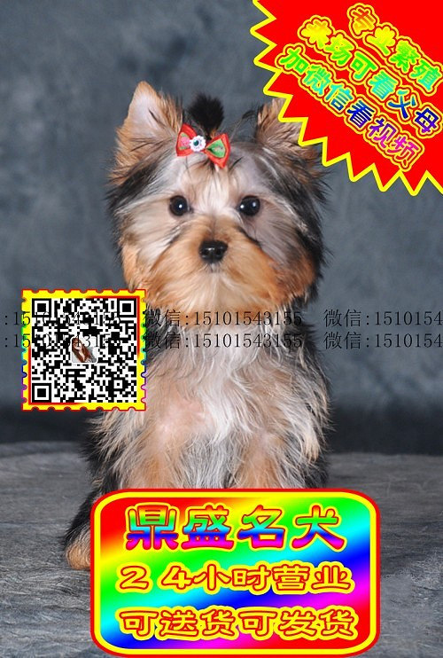 约克夏犬、微信视频、可见父母、可送货可发货