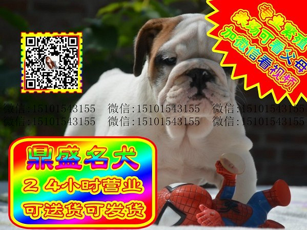 极品英牛、微信视频、可见父母、可送货可发货