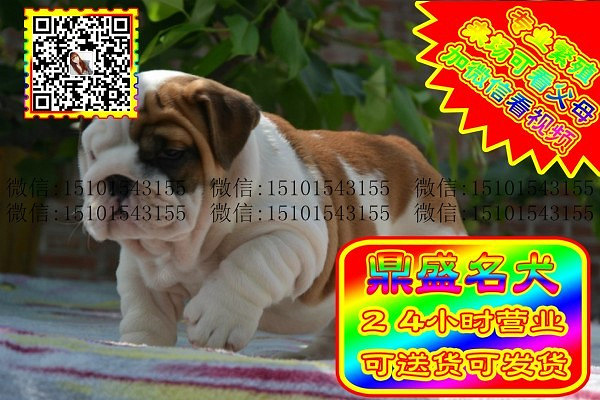 极品英牛、微信视频、可见父母、可送货可发货