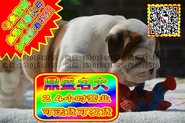 极品英牛、微信视频、可见父母、可送货可发货