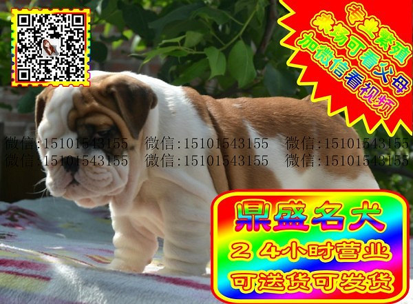 极品英牛、微信视频、可见父母、可送货可发货