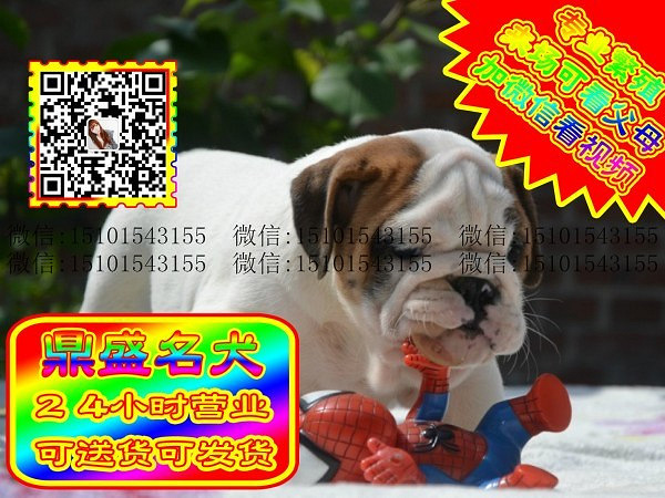 极品英牛、微信视频、可见父母、可送货可发货