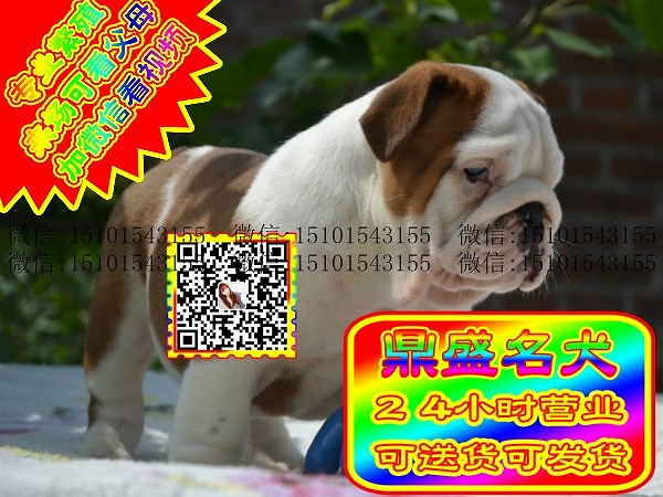 极品英牛、微信视频、可见父母、可送货可发货