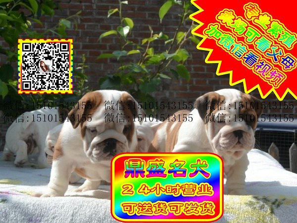 极品英牛、微信视频、可见父母、可送货可发货