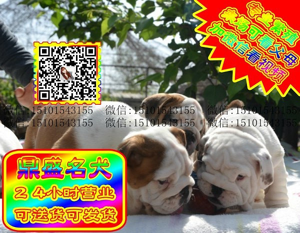 极品英牛、微信视频、可见父母、可送货可发货