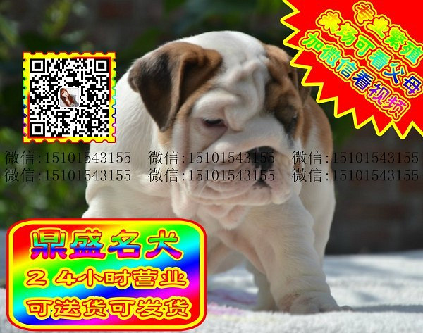 极品英牛、微信视频、可见父母、可送货可发货