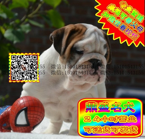 极品英牛、微信视频、可见父母、可送货可发货