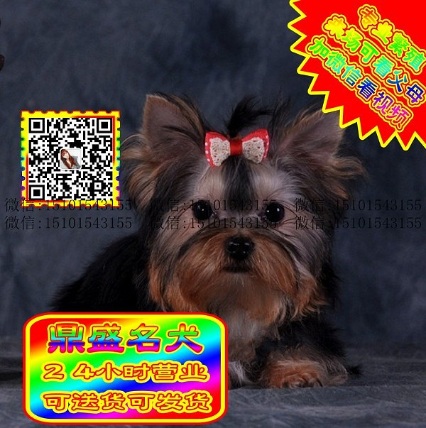 约克夏犬、微信视频、可见父母、可送货可发货