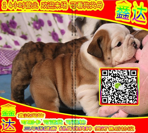 韩系泰迪、微信视频、可送货、可发货 签协议