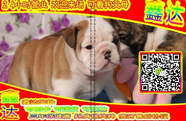 韩系泰迪、微信视频、可送货、可发货 签协议