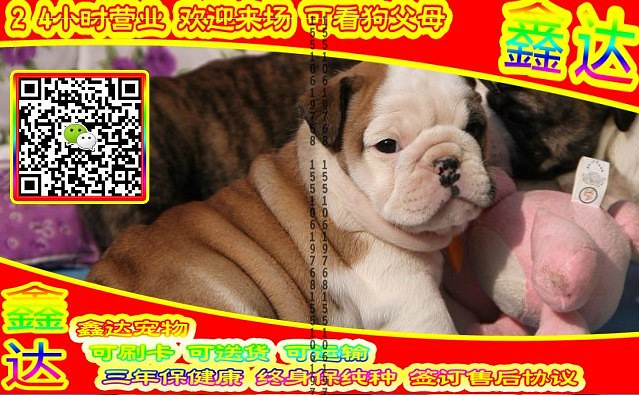 韩系泰迪、微信视频、可送货、可发货 签协议