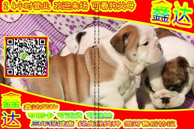 韩系泰迪、微信视频、可送货、可发货 签协议