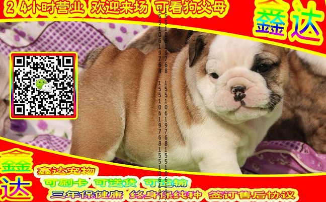 韩系泰迪、微信视频、可送货、可发货 签协议