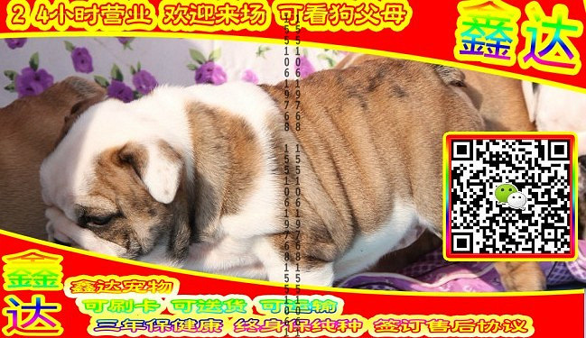 韩系泰迪、微信视频、可送货、可发货 签协议