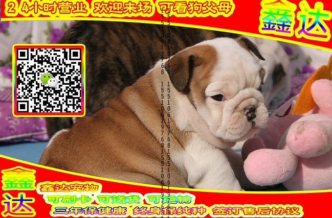 韩系泰迪、微信视频、可送货、可发货 签协议