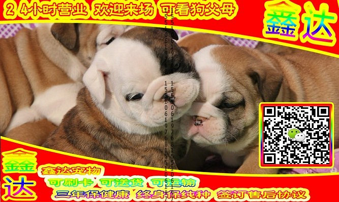 韩系泰迪、微信视频、可送货、可发货 签协议