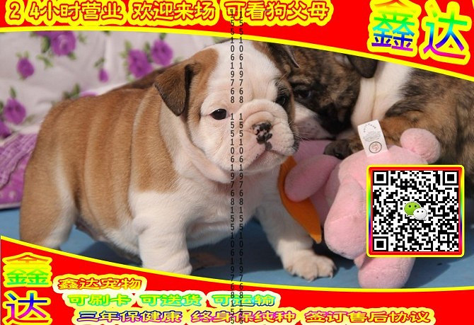 韩系泰迪、微信视频、可送货、可发货 签协议