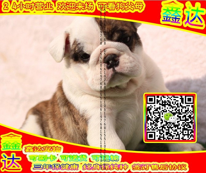 韩系泰迪、微信视频、可送货、可发货 签协议