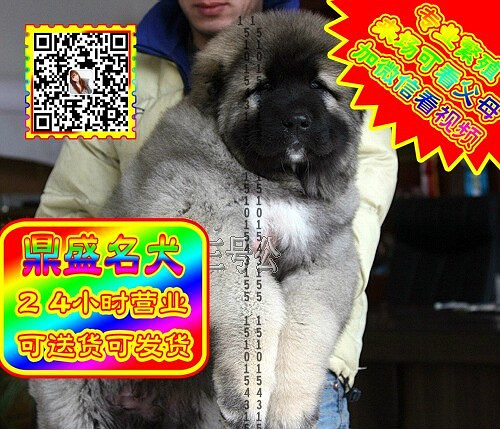 高加索犬、微信视频、可见父母、可送货可发货