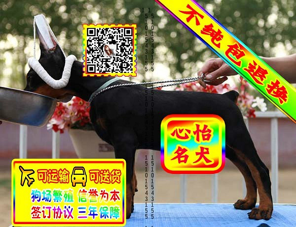 杜宾幼犬、微信视频、可见父母、可送货可发货