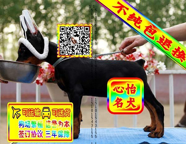 杜宾幼犬、微信视频、可见父母、可送货可发货