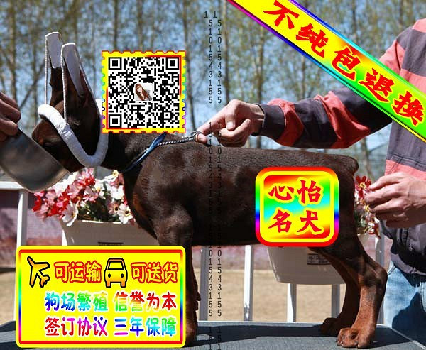 杜宾幼犬、微信视频、可见父母、可送货可发货