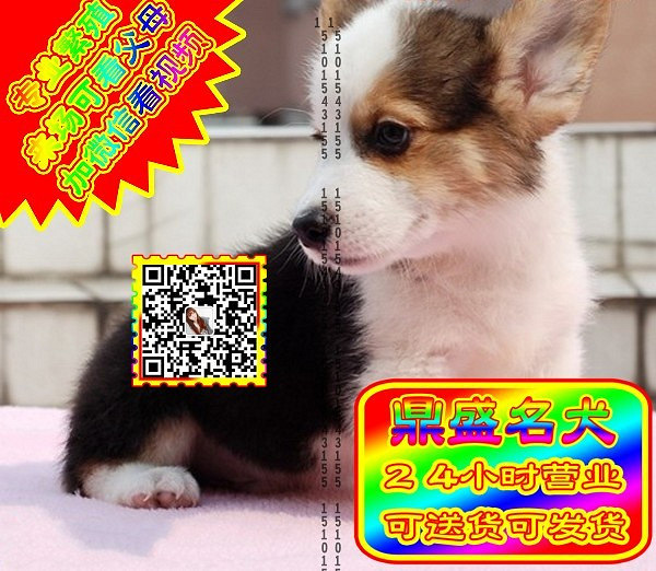 柯基幼犬、微信视频、可见父母、可送货可发货