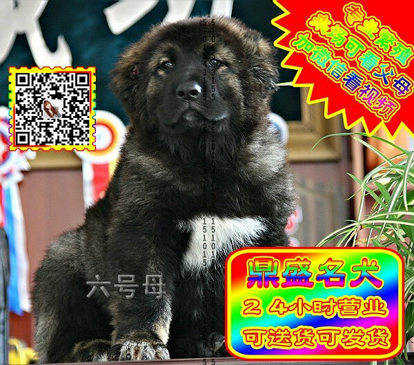 高加索犬、微信视频、可见父母、可送货可发货