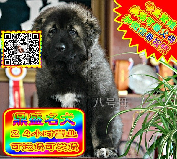 高加索犬、微信视频、可见父母、可送货可发货