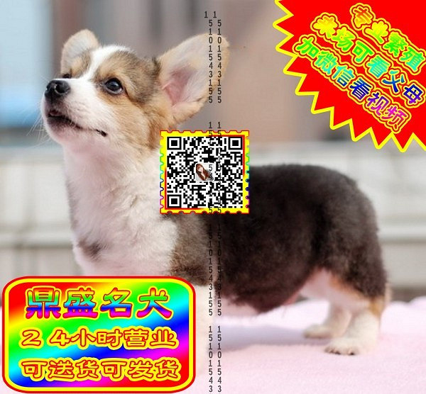 柯基幼犬、微信视频、可见父母、可送货可发货