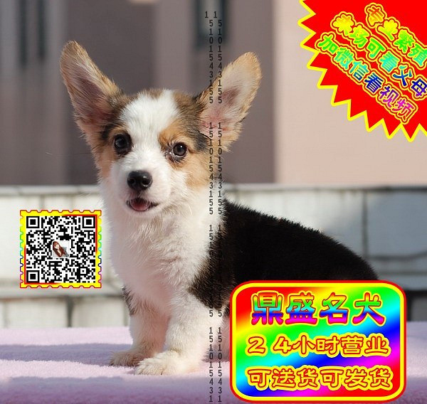 柯基幼犬、微信视频、可见父母、可送货可发货