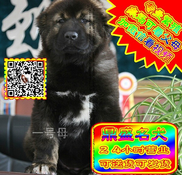 高加索犬、微信视频、可见父母、可送货可发货