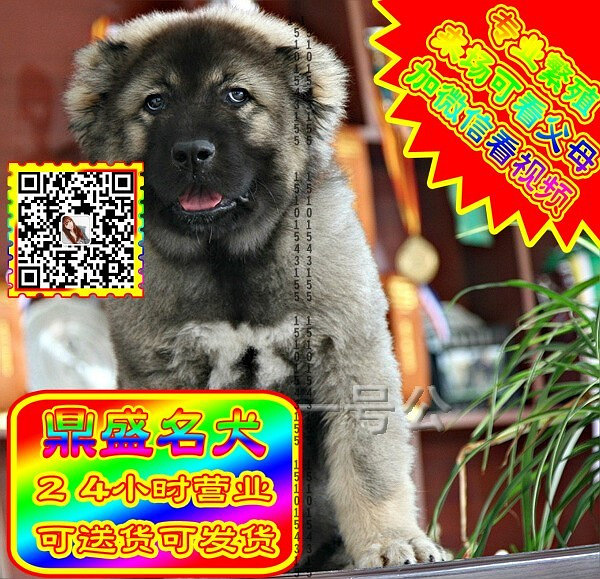 高加索犬、微信视频、可见父母、可送货可发货