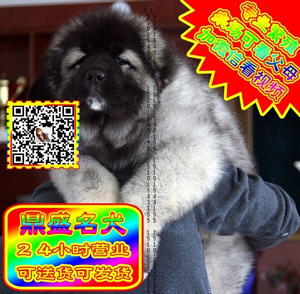 高加索犬、微信视频、可见父母、可送货可发货