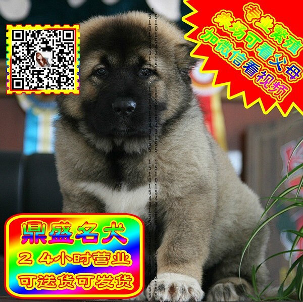 高加索犬、微信视频、可见父母、可送货可发货