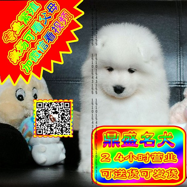 微笑萨摩、微信视频、可见父母、可送货可发货