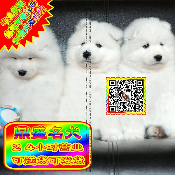 微笑萨摩、微信视频、可见父母、可送货可发货