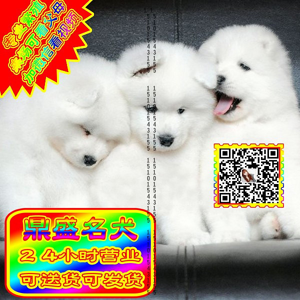 微笑萨摩、微信视频、可见父母、可送货可发货