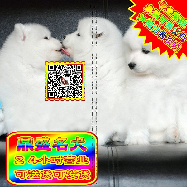 微笑萨摩、微信视频、可见父母、可送货可发货