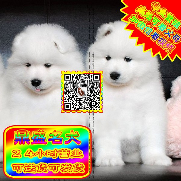 微笑萨摩、微信视频、可见父母、可送货可发货