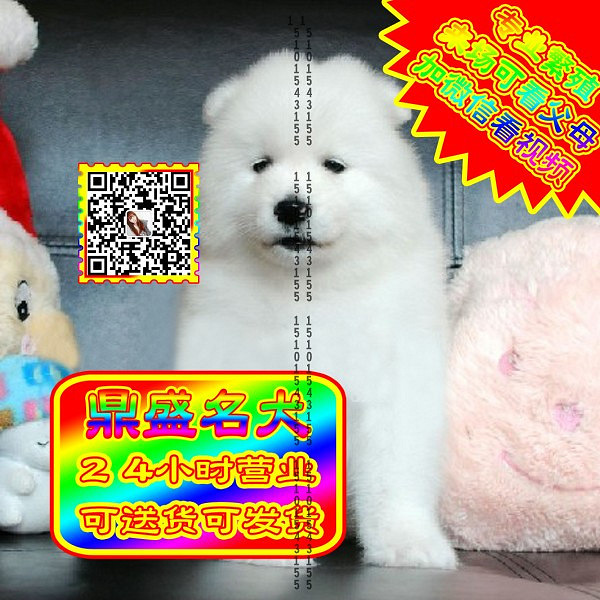 微笑萨摩、微信视频、可见父母、可送货可发货