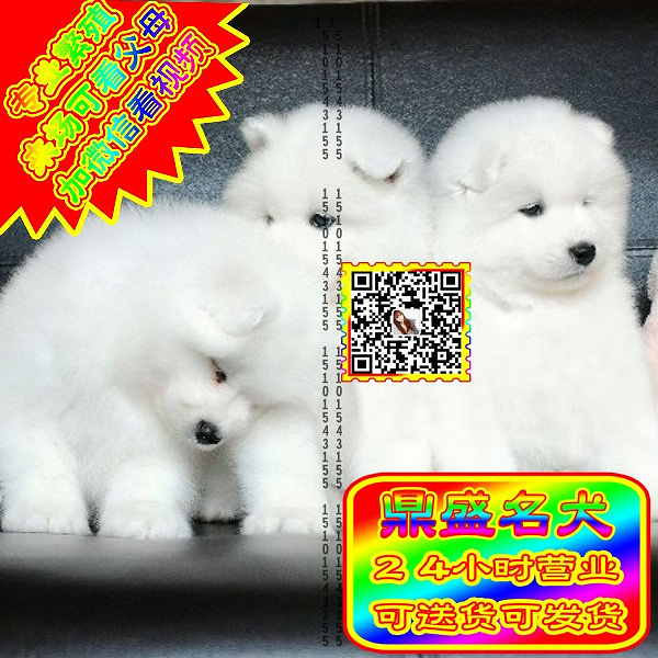 微笑萨摩、微信视频、可见父母、可送货可发货