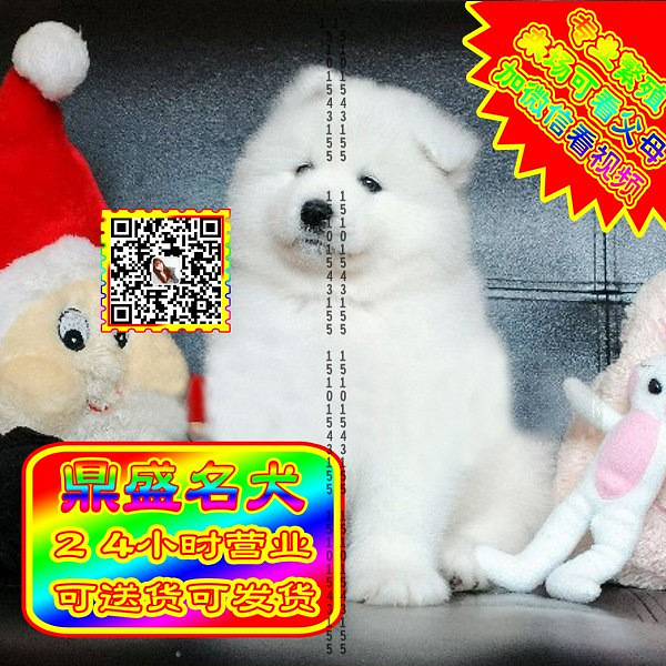 微笑萨摩、微信视频、可见父母、可送货可发货