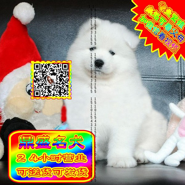 微笑萨摩、微信视频、可见父母、可送货可发货