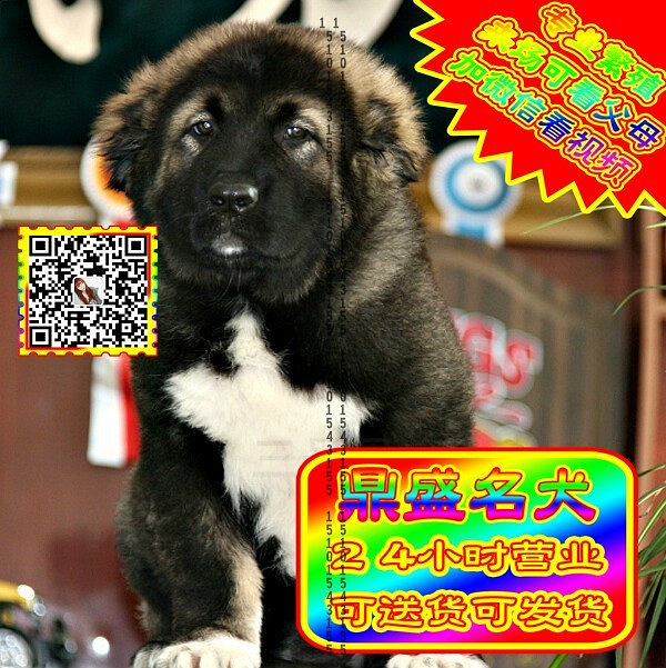 高加索犬、微信视频、可见父母、可送货可发货